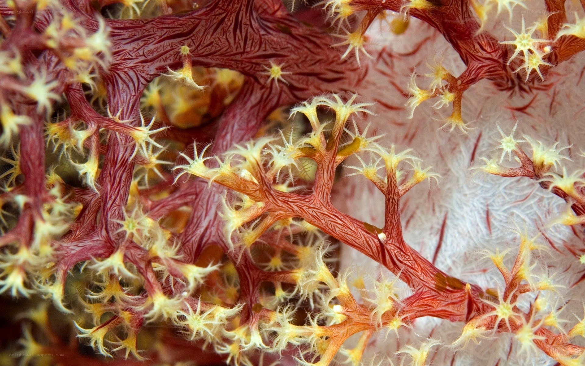 Red coral with yellow polyps