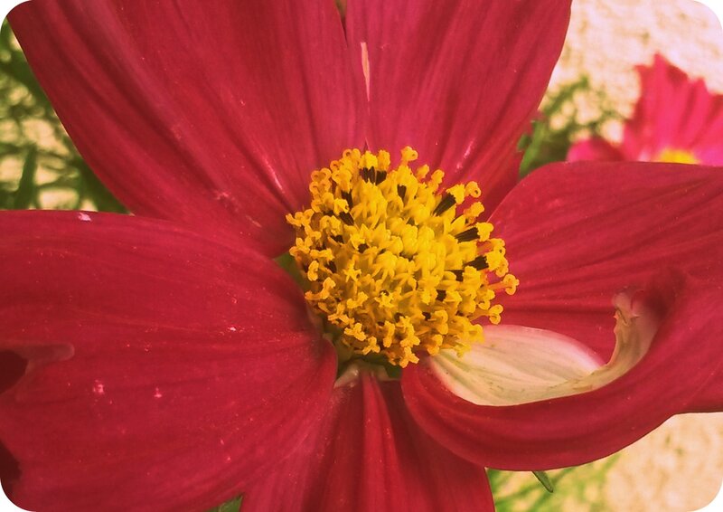 Red Cosmos Flower — Natural