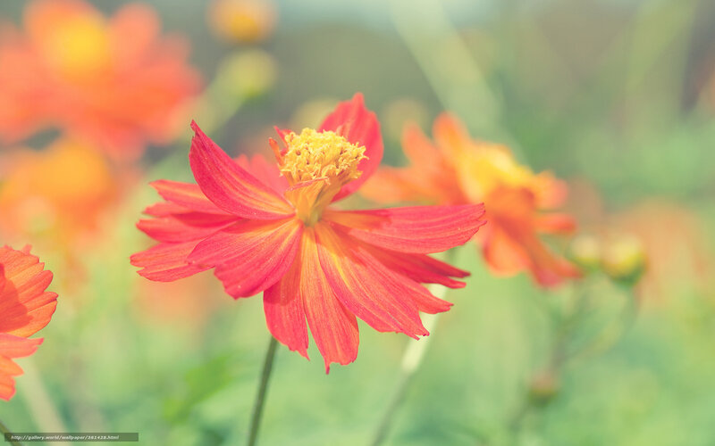 Red Cosmos Flower — Serene, Afternoon, Photograph