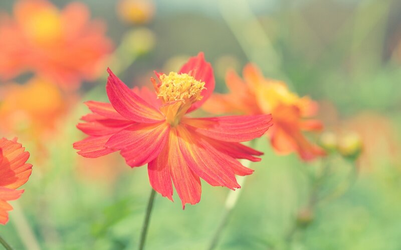 Red Cosmos Flower — Serene, Afternoon