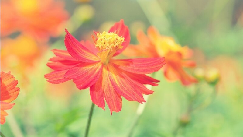 Red Cosmos Flower — Serene