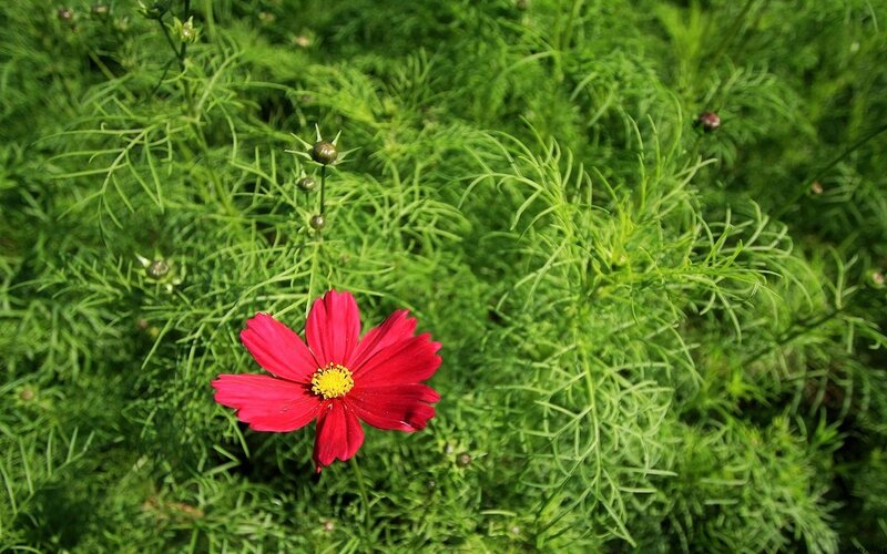 Red Cosmos Flower