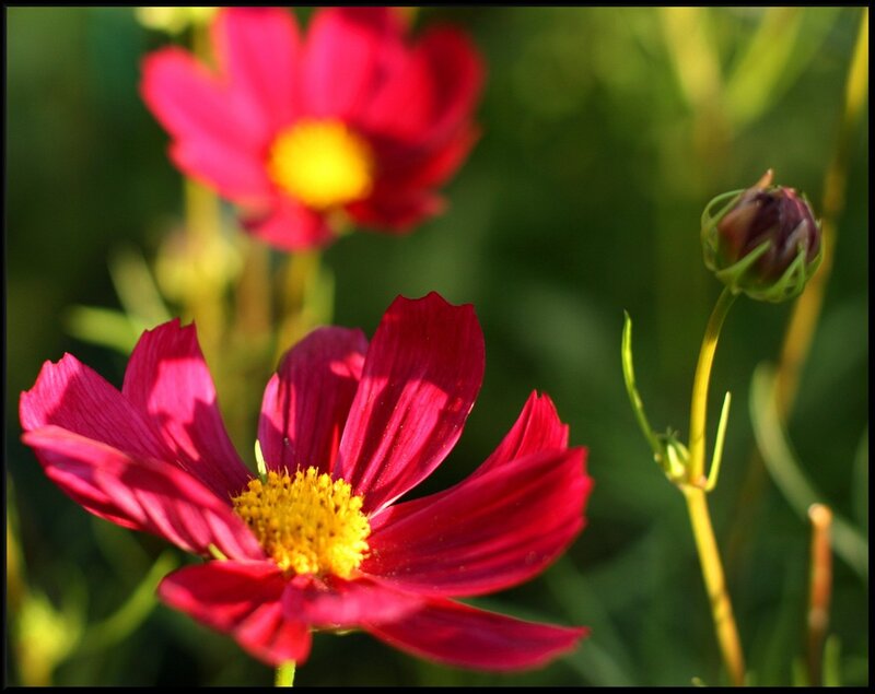 Red cosmos flowers in sunlight