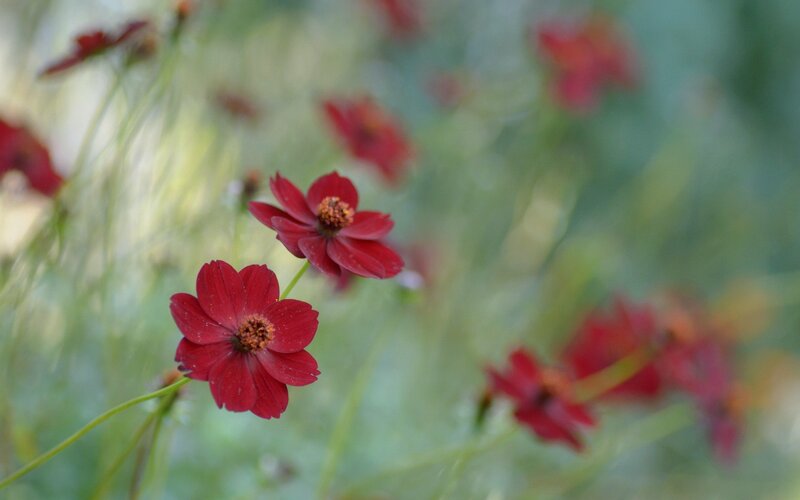 Red Cosmos Flowers — Serene, Afternoon, Photograph, Green Stems