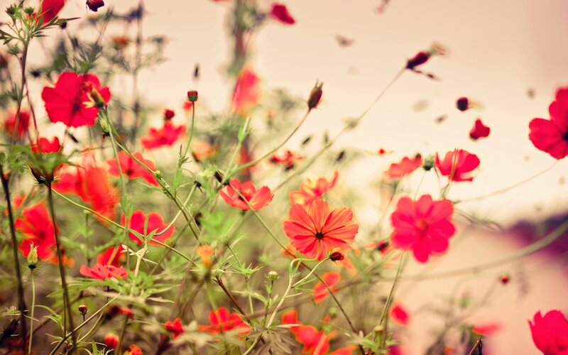 Red Cosmos Flowers — Serene