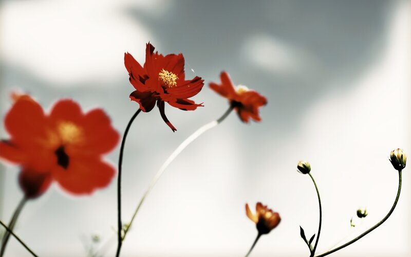 Red Cosmos Flowers