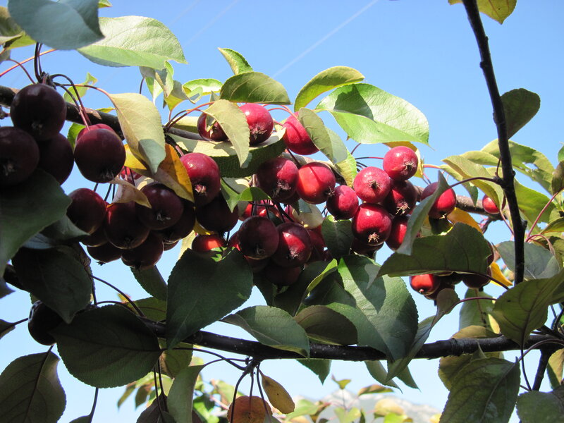 Red Crab Apples on Branch