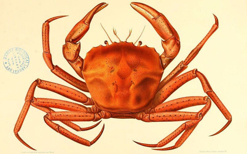 Red Crab Illustration — Orange