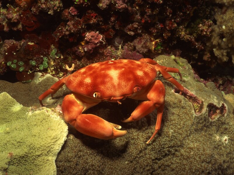 Red Crab on Coral — Natural, Photograph