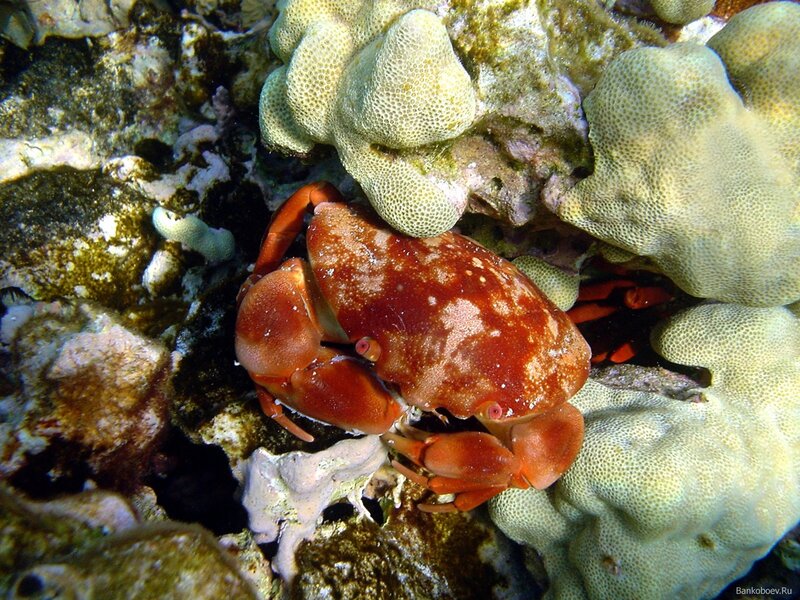 Red Crab on Coral — Natural