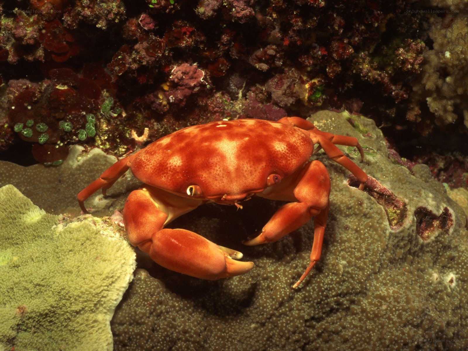 Red crab on coral reef