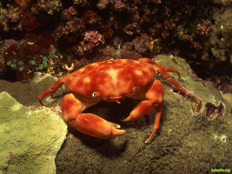 Red Crab on Coral