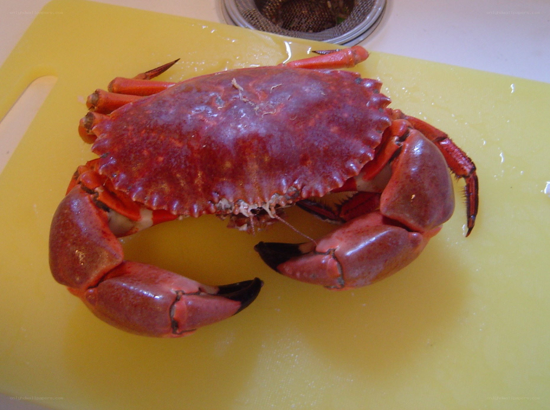 Red crab on cutting board