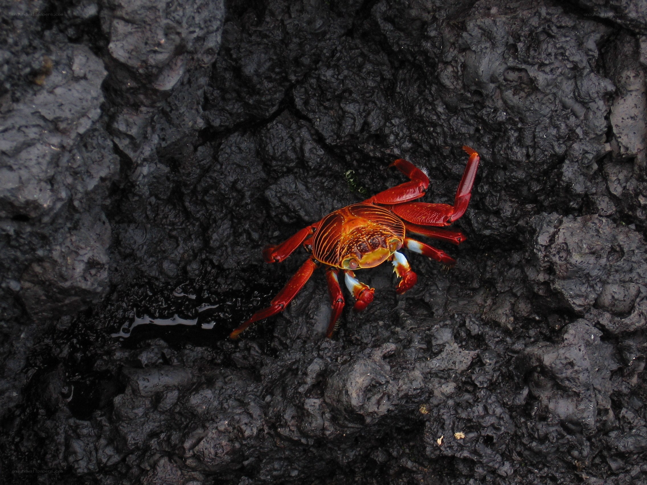 Red crab on dark rock