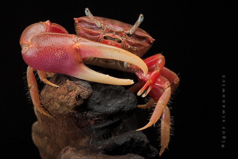 Red Crab on Driftwood