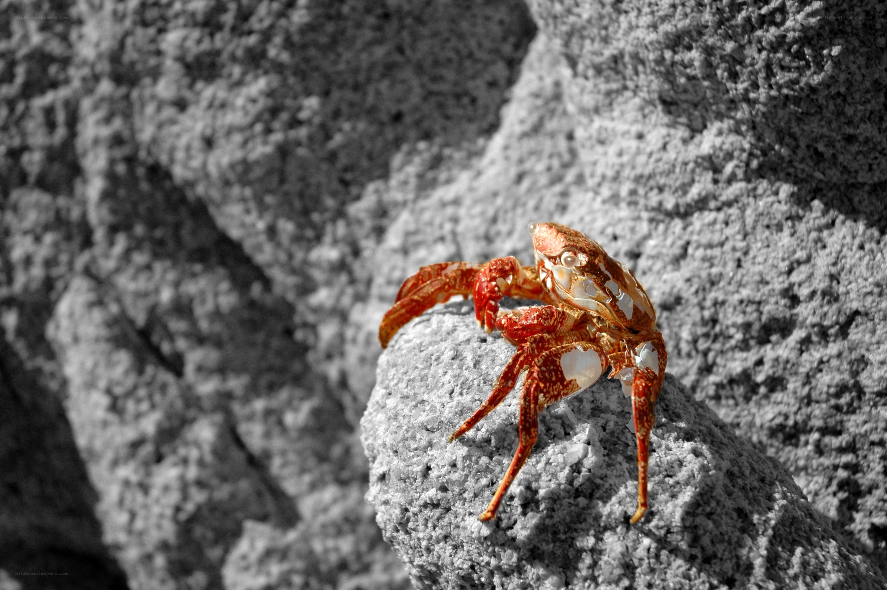 Red crab on gray rock