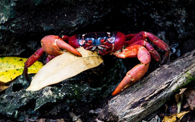 Red Crab on Leaf