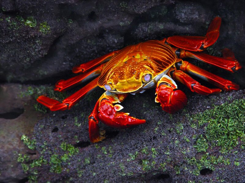 Red Crab on Rock — Natural, Photograph