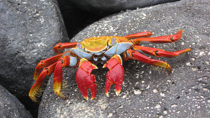 Red Crab on Rock — Natural