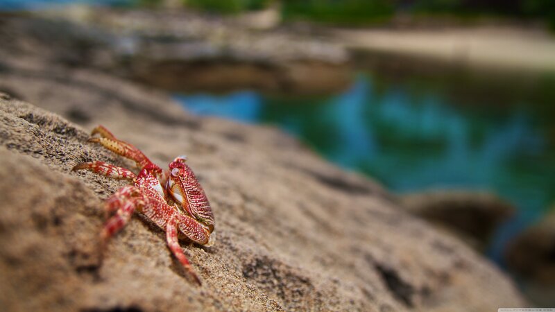 Red Crab on Rock