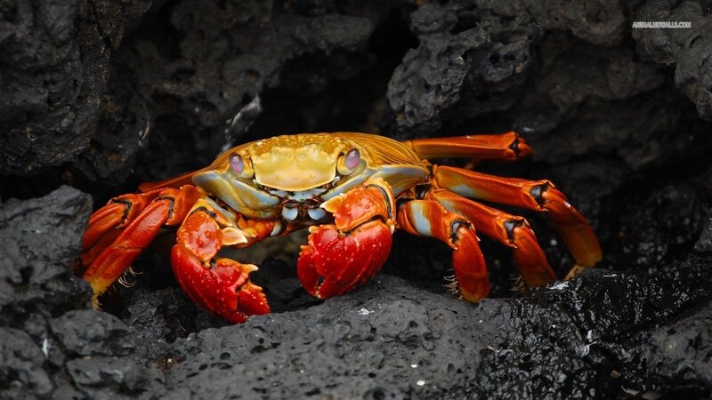 Red Crab on Rocks — Natural