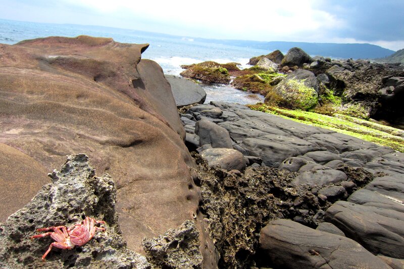 Red Crab on Rocks