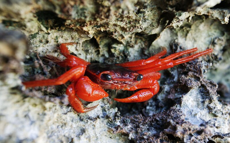 Red crab on rocky surface