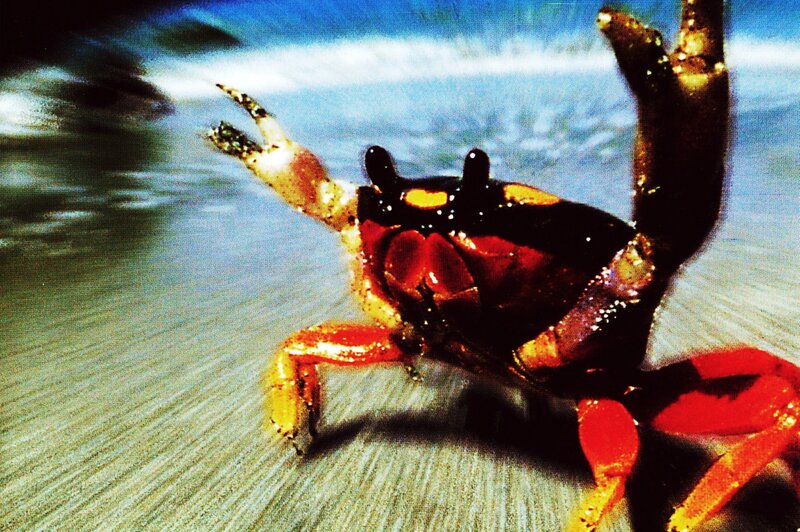 Red Crab on Sand — Dynamic