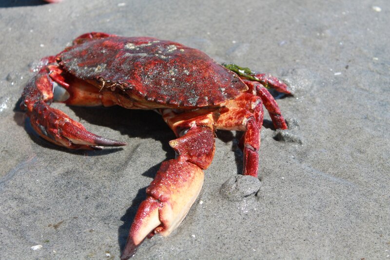 Red Crab on Sand — Natural, Afternoon