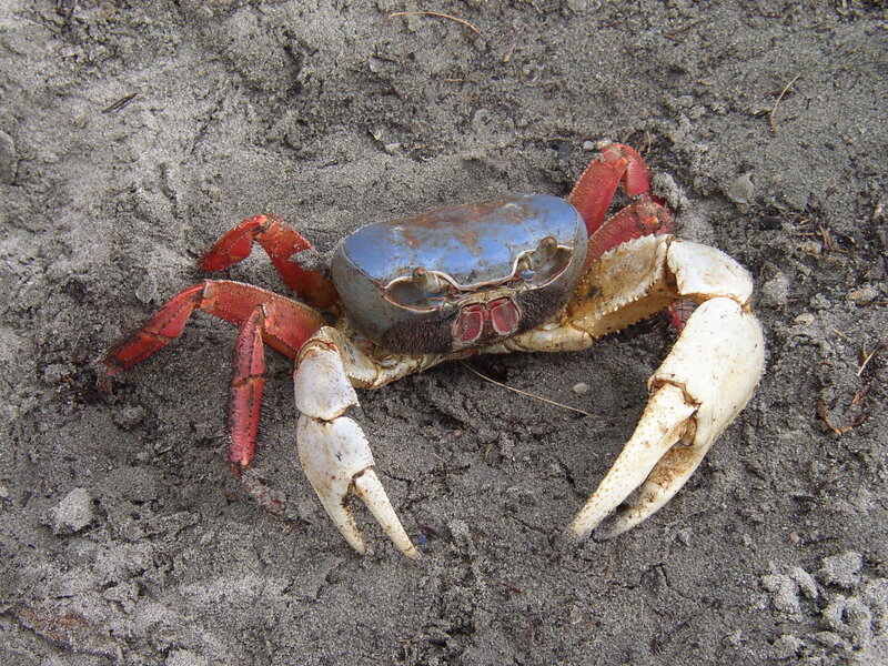 Red Crab on Sand