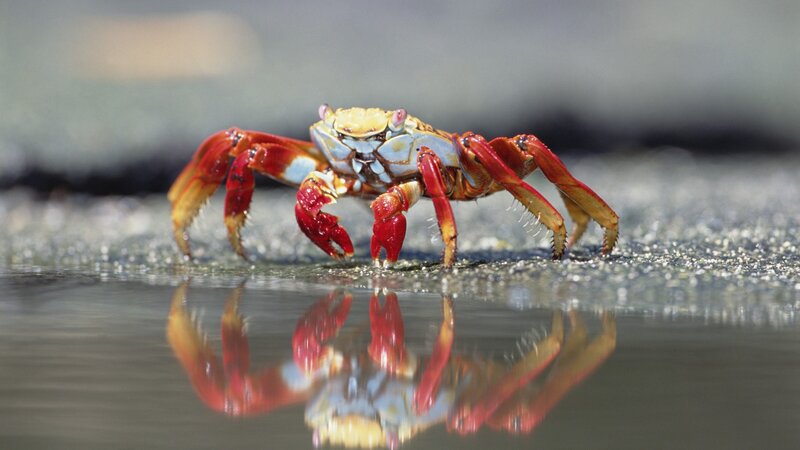 Red crab on wet sand