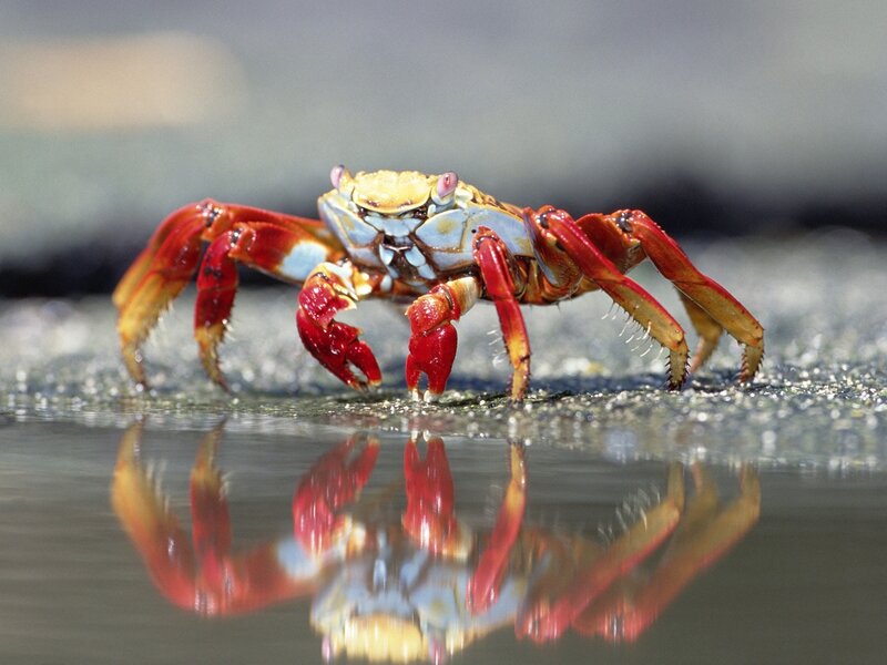 Red Crab on Wet Sand — Calm