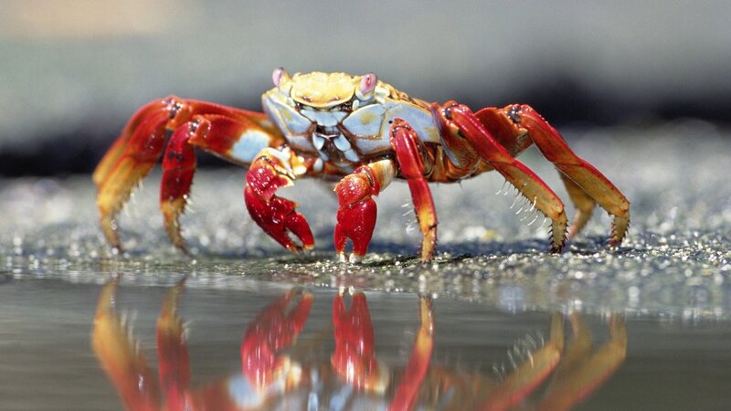 Red Crab on Wet Sand — Natural