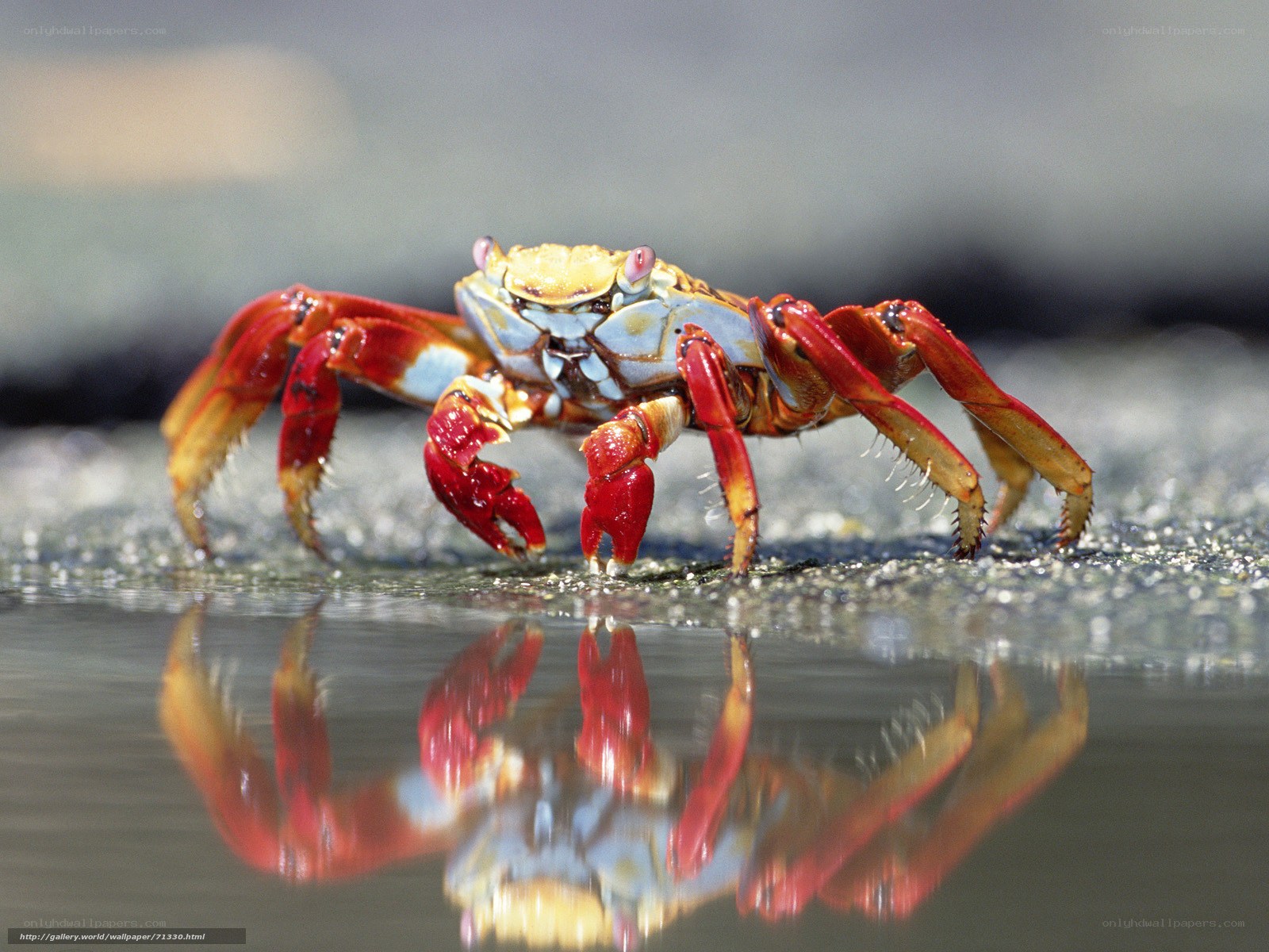 Red crab on wet sand