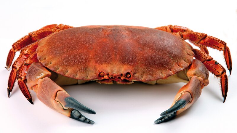 Red crab on white background