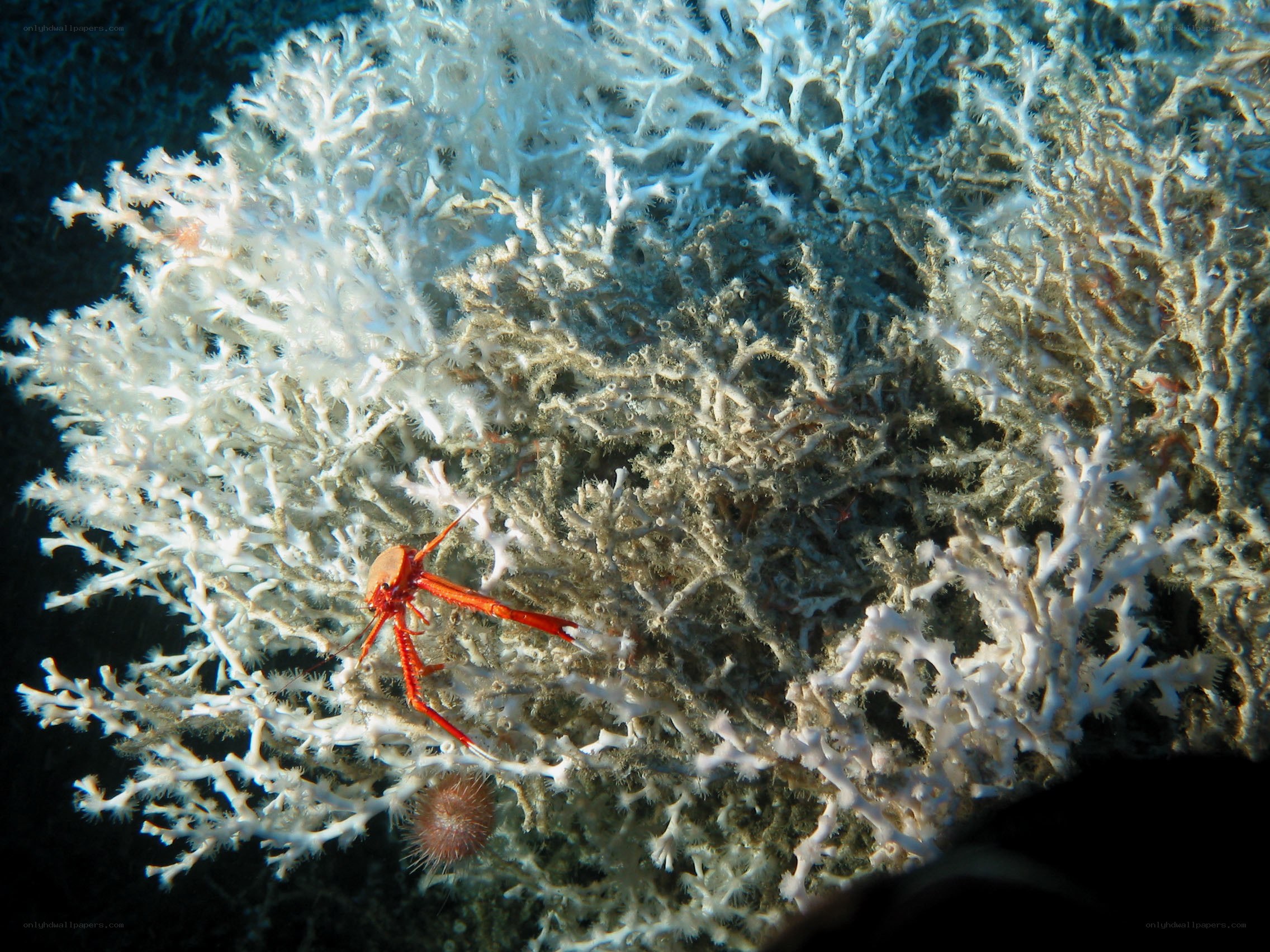 Red crab on white coral