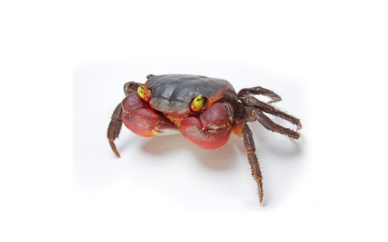 Red Crab on White Surface
