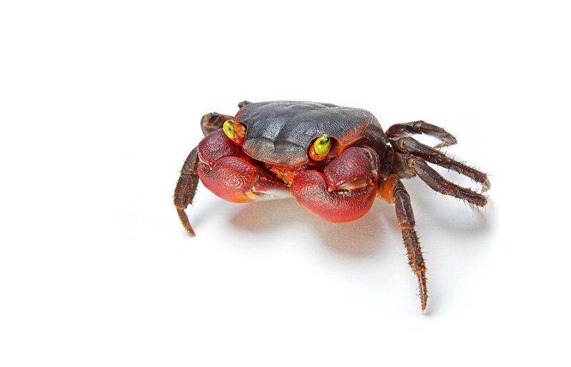 Red Crab with Green Eyes — Neutral