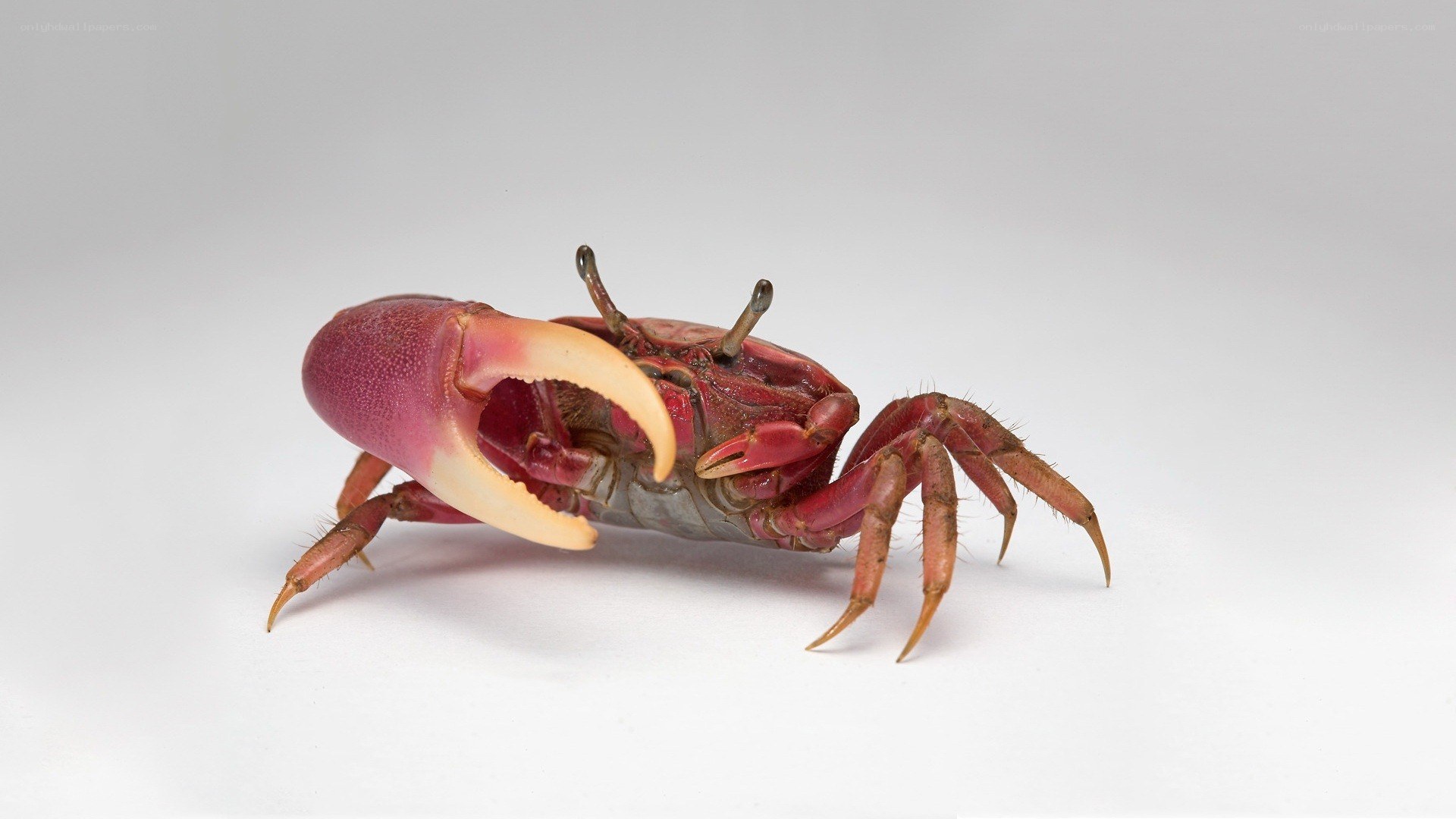Red crab with large claw