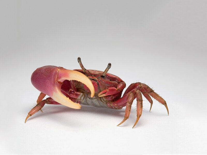 Red Crab with Large Claw — Neutral, Photograph, Legs