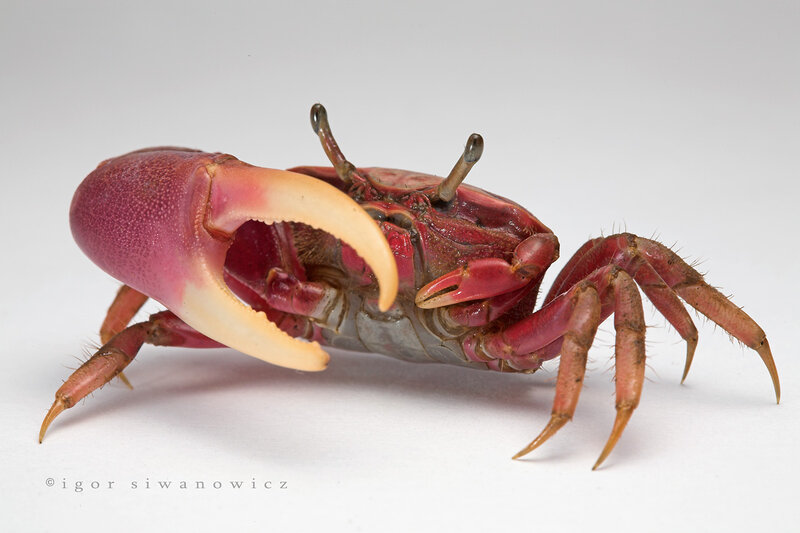 Red Crab with Large Claw — Neutral