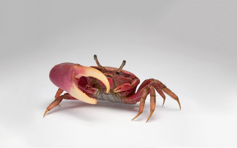 Red crab with large claw