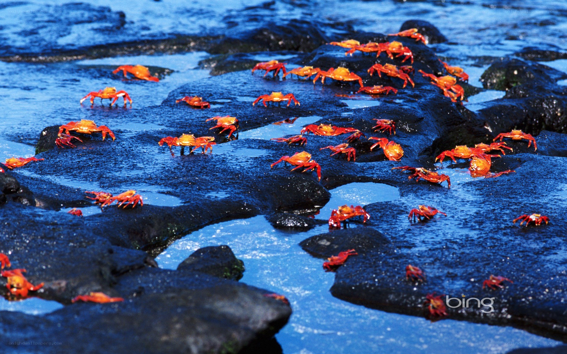 red crabs on volcanic rocks