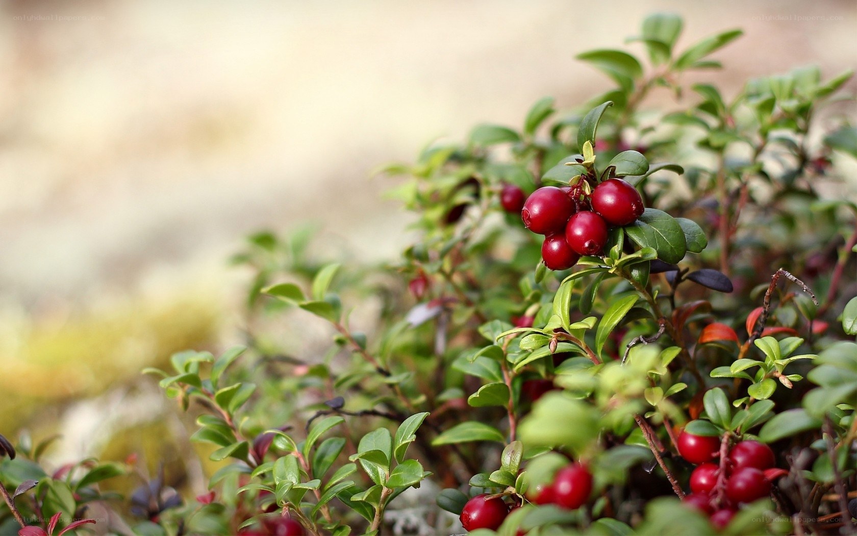 Red cranberries on a bush