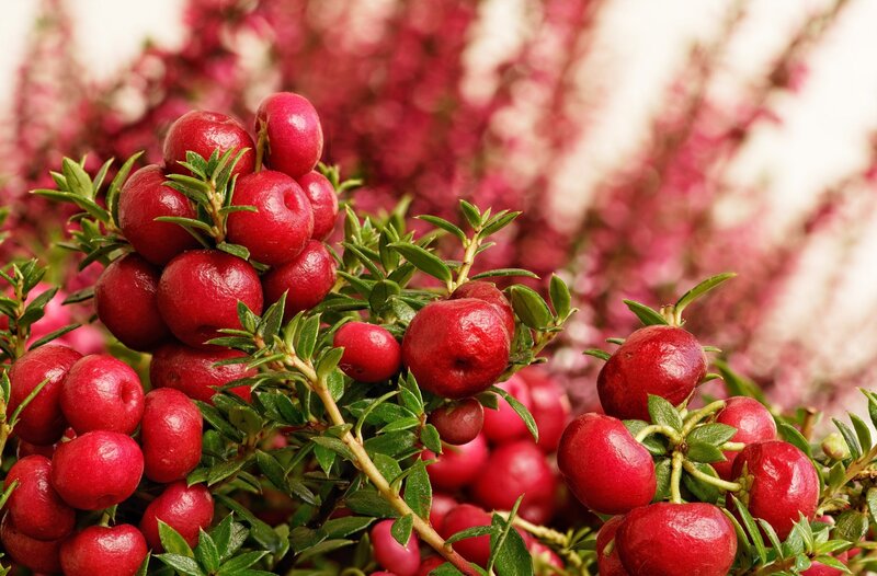 Red Cranberries on Bush — Natural