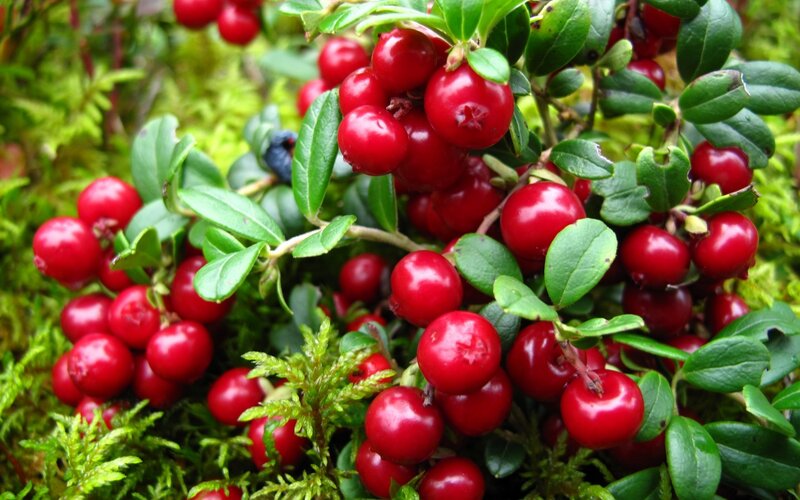 Red Cranberries on Bush