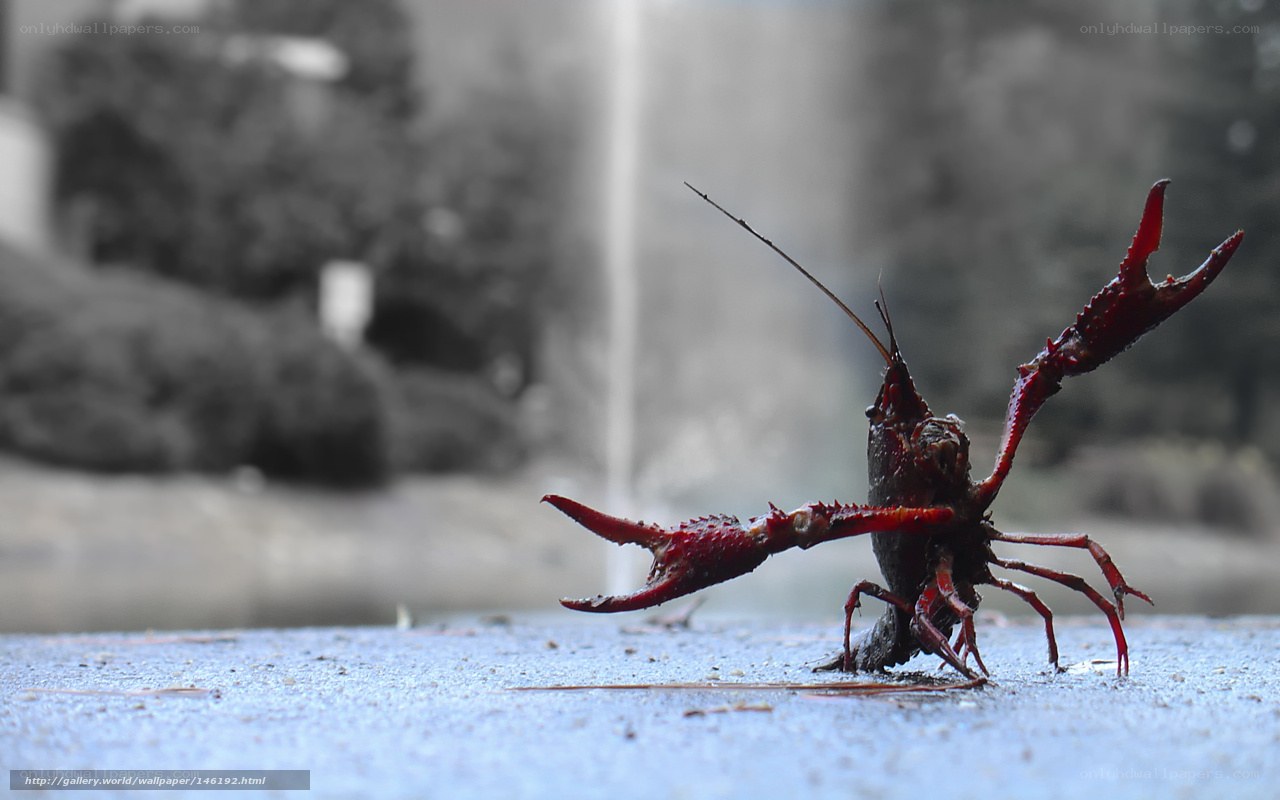 Red crayfish on pavement