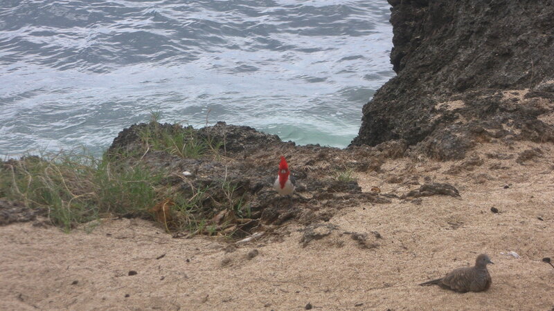 Red-crested Bird on Beach