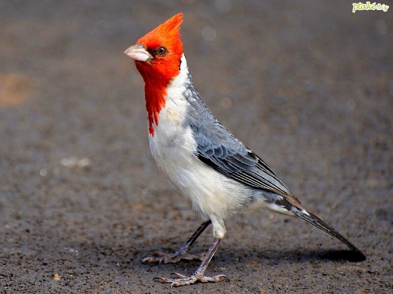 Red-crested cardinal bird
