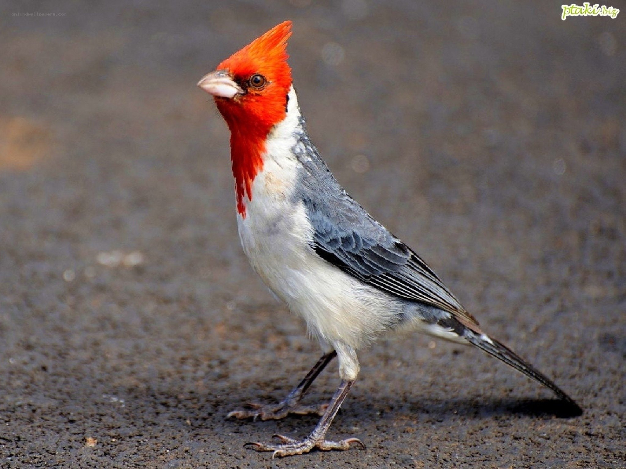 Red-crested cardinal bird